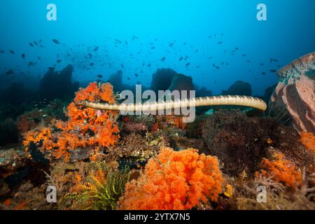 Chinesische Seeschlange, Laticauda semifasciata, Manuk Island, Bandasee, Indonesien Stockfoto