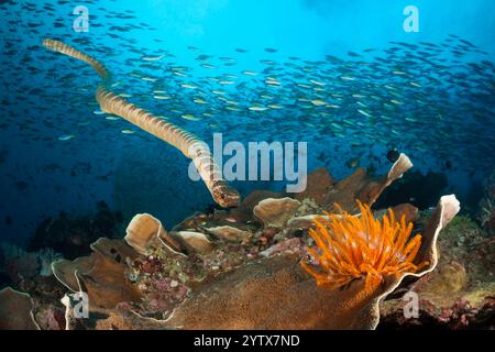 Chinesische Seeschlange, Laticauda semifasciata, Manuk Island, Bandasee, Indonesien Stockfoto