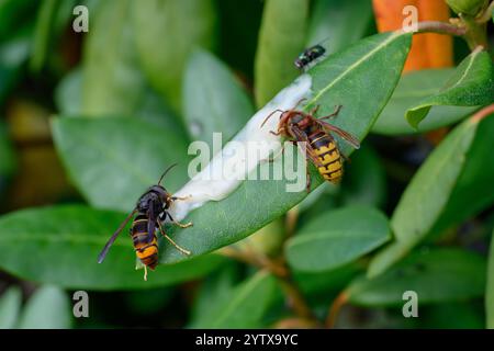 Asiatische Hornissen (Vespa velutina) neben Europäischer Hornissen (Vespa crabro) Stockfoto