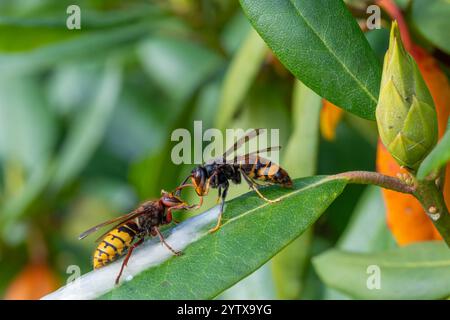 Asiatische Hornissen (Vespa velutina) neben Europäischer Hornissen (Vespa crabro) Stockfoto