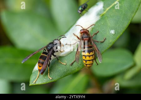 Asiatische Hornissen (Vespa velutina) neben Europäischer Hornissen (Vespa crabro) Stockfoto