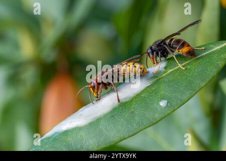 Asiatische Hornissen (Vespa velutina) neben Europäischer Hornissen (Vespa crabro) Stockfoto