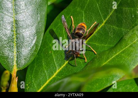 Asiatische Hornissen ( Vespa velutina) weibliche Arbeiterin Asiatische Gelbbeinhornissen Stockfoto