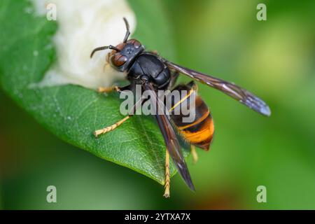 Asiatische Hornissen angezogen von Bienenhonig, asiatische Gelbbeinhornissen ( Vespa velutina) Stockfoto