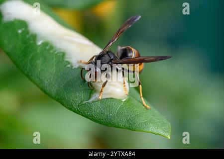 Asiatische Hornissen angezogen von Bienenhonig, asiatische Gelbbeinhornissen ( Vespa velutina) Stockfoto