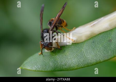 Asiatische Hornissen angezogen von Bienenhonig, asiatische Gelbbeinhornissen ( Vespa velutina) Stockfoto