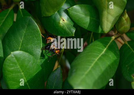 Asiatische Gelbbeinhornet (Vespa velutina) mit Gefangenem Insekten Stockfoto
