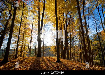 Herbstblattfarbe im Wald mit Linsenfleck Stockfoto