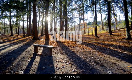 Goldenes Sonnenlicht strömt durch die Bäume im Wald mit Licht und Schatten auf dem Waldboden Stockfoto