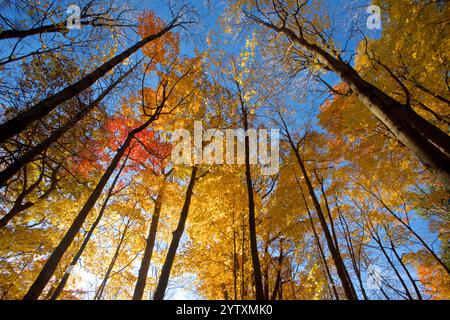 Blick nach oben auf die Ahornbäume mit hellorange und goldgelben Herbstlaub vor blauem Himmel. Stockfoto