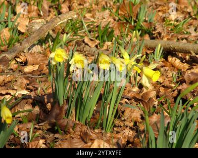 Wilde Narzissen, Narcissus pseudonarcissus, wachsen durch die gefallenen Buchenblätter an einem hellen sonnigen Tag in einem Wald im Winter. Stockfoto