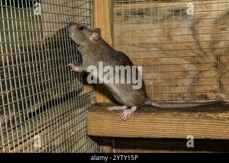 Norwegerratte - Rattus norvegicus Stockfoto