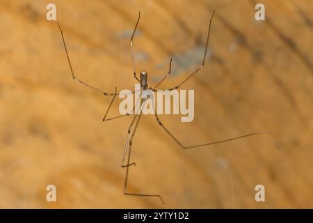 Langkörper-Zellspinne - Pholcus phalangioides Stockfoto