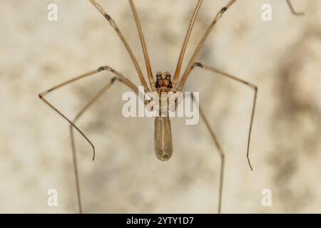 Langkörper-Zellspinne - Pholcus phalangioides Stockfoto