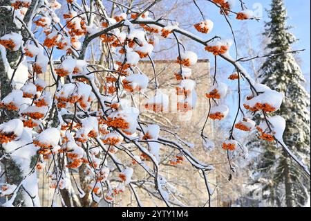 Eine Nahaufnahme eines mit Schnee beladenen Baumes, der Gruppen von hellen Orangenbeeren hervorhebt, die sich deutlich von dem weißen Schnee und der PA abheben Stockfoto