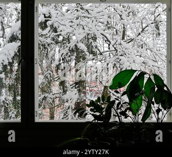 Dieses Foto umrahmt eine schneebedeckte Winterszene, die durch ein Fenster betrachtet wird. Die schneebedeckten Äste von immergrünen und Laubbäumen bilden ein s Stockfoto