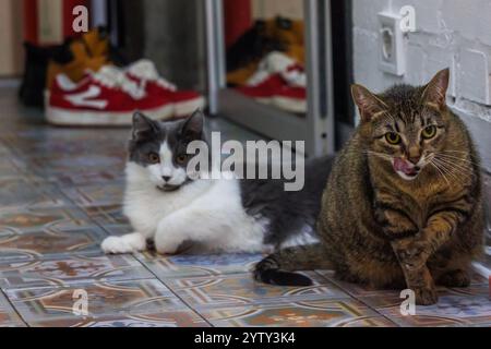 Tabby Katze gähnt neben einer entspannten grau-weißen Katze, die auf einem wunderschön gemusterten Fliesenboden liegt und den Charme und die Persönlichkeit von feline com zeigt Stockfoto