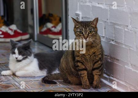 Tabby Katze gähnt neben einer entspannten grau-weißen Katze, die auf einem wunderschön gemusterten Fliesenboden liegt und den Charme und die Persönlichkeit von feline com zeigt Stockfoto