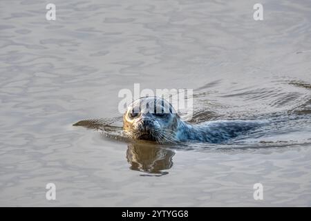 Eine graue Robbe, Halichoerus grypus, schwimmt im Meer bei Brancaster an der Nordküste von Norfolk. Stockfoto