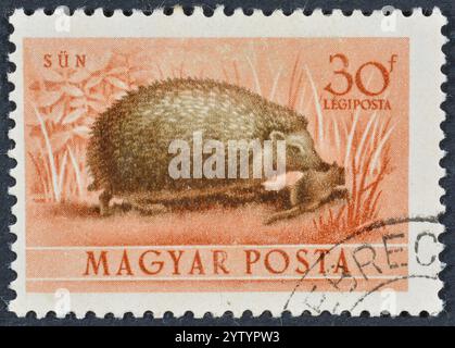 Von Ungarn gedruckte gestempelte Briefmarke, auf der Nordbrust-Igel (Erinaceus roumanicus), Fauna von Ungarn, um 1953 zu sehen ist. Stockfoto