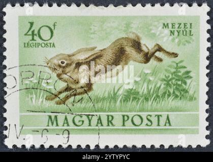 Gestempelte Briefmarke, gedruckt von Ungarn, auf der Europäischer Hase (Lepus europaeus), Fauna von Ungarn, um 1953 zu sehen ist. Stockfoto