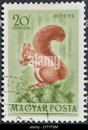 Gestempelte Briefmarke, gedruckt von Ungarn, auf der das eurasische Rote Eichhörnchen (Sciurus vulgaris), Fauna von Ungarn, um 1953 zu sehen ist. Stockfoto