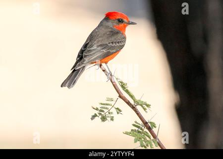 Vermilion Flycatcher auf einem Baumzweig Stockfoto