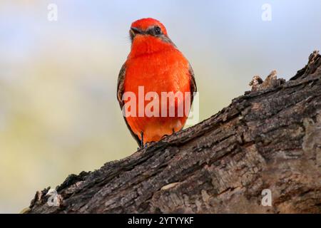 Vermilion Flycatcher auf einem Baumzweig Stockfoto