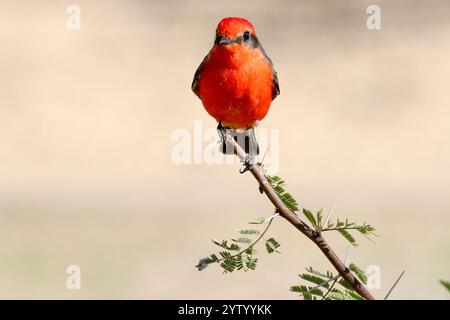 Vermilion Flycatcher auf einem Baumzweig Stockfoto