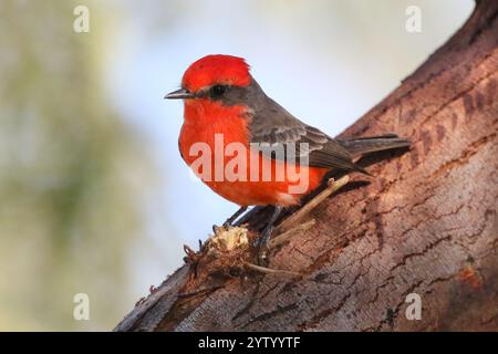 Vermilion Flycatcher auf einem Baumzweig Stockfoto