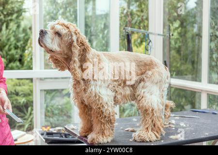 Amerikanischer Cocker Spaniel posiert auf einem Putztisch. Horizontal. Stockfoto
