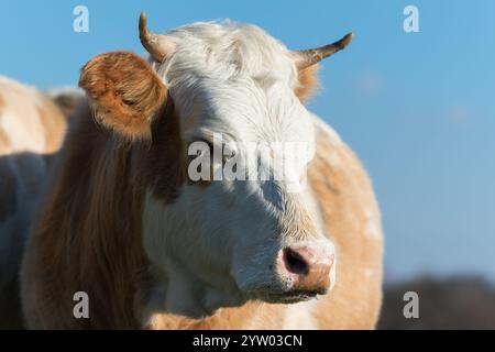 Außenporträt einer Kuh, die nach rechts schaut, Kuhkopf nah oben nach rechts gedreht Stockfoto