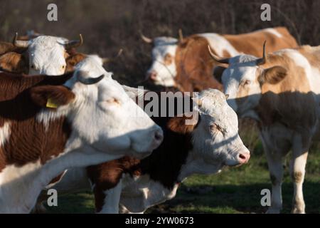 Selektiver Fokus Nahaufnahme des jungen Bullkopfes in der Herde, Seitenansicht des Bullen, der auf der Weide steht und von nicht fokussierten Kühen umgeben ist Stockfoto