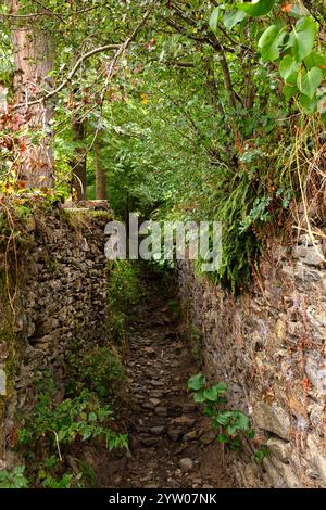 Schmaler Weg zwischen alten Steinmauern zum Wald mit Bäumen und graas auf beiden Seiten Stockfoto