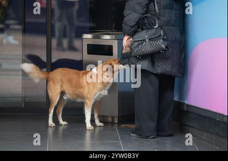 Obdachloser streunender Hund steht vor dem Eingang des Einkaufszentrums und bittet die Passanten um Essen Stockfoto