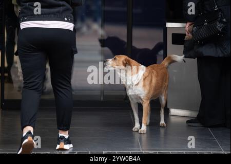 Obdachloser streunender Hund steht vor dem Eingang des Einkaufszentrums und bittet die Passanten um Essen Stockfoto