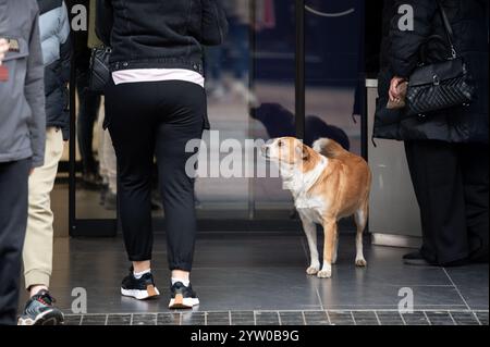 Obdachloser streunender Hund steht vor dem Eingang des Einkaufszentrums und bittet die Passanten um Essen Stockfoto