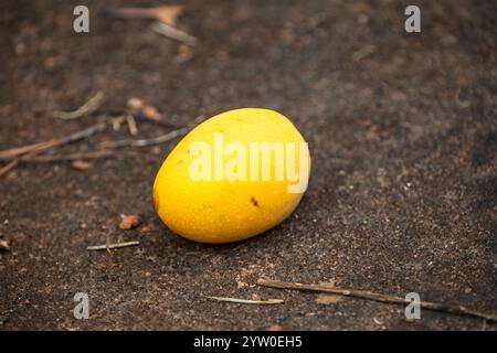 Sehr reife, verfaulte Schwertmango fiel auf den Boden Stockfoto