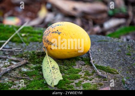 Sehr reife, verfaulte Schwertmango fiel auf den Boden Stockfoto