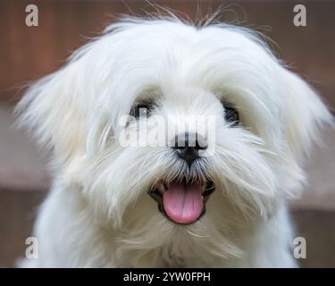 Nahaufnahme Porträt eines lustigen weißen Bigon Frise Hundes, Lieblingstiere Stockfoto