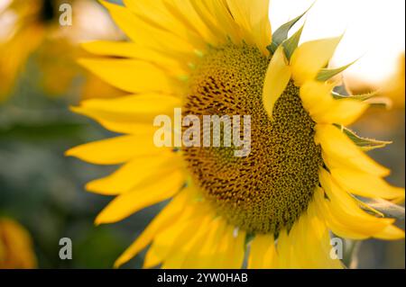 Seitenwinkel Nahaufnahme einer voll blühenden Sonnenblume auf dem Ackerfeld während der Abendzeit. Stockfoto