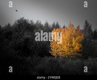 Ein lebendiger, goldener Herbstbaum hebt sich vor einem schattigen Waldhintergrund deutlich hervor und erzeugt einen auffälligen Kontrast aus Farbe und Stimmung Stockfoto