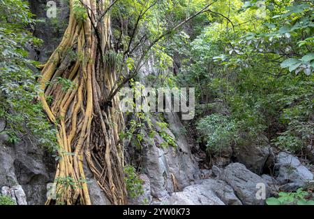 Die dicken, verwinkelten Wurzeln eines großen Baumes haften an zerklüfteten Felsen inmitten eines lebhaften grünen tropischen Waldes. Sonnenlicht filtert durch das dichte Baldachin und schafft Stockfoto