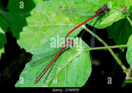 Ein Paarungspaar grosser roter Jungfliegen (Pyrrhosoma nymphula). Thornley Woods, Gateshead, Großbritannien Stockfoto