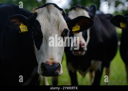 Weidekühe. Kühe auf dem Feld. Kuhherde auf grüner Weide. Landschaft und Weide für Kühe. Kuhherde auf dem Land. Kühe auf Ackerland Stockfoto