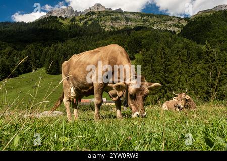 Kühe in einem Bergfeld. Kuh in den alpen. Braune Kuh vor der Berglandschaft. Rinder auf einer Alm. Dorflage, Schweiz. Kuh bei Stockfoto