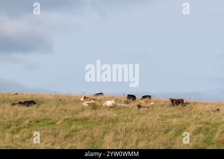 Eine Rinderherde, die im Sommer auf einem Feld auf einem Hügel steht und liegt Stockfoto