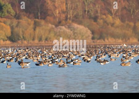 Eine Herde rosafarbener Gänse (Anser Brachyrhynchus) am Loch von Skene kurz nach Sonnenaufgang im Herbst Stockfoto