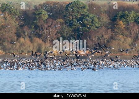 Eine Schar rosa-Fußgänse (Anser Brachyrhynchus), die am frühen Herbstmorgen vom Loch of Skene in Aberdeenshire aus starten. Stockfoto