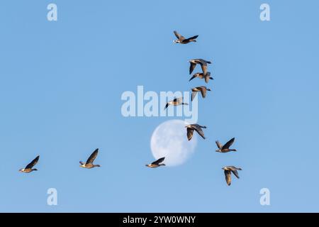 Eine kleine Herde rosafarbener Gänse (Anser Brachyrhynchus), die kurz nach Sonnenaufgang vor dem Mond (Bibermond) fliegen Stockfoto